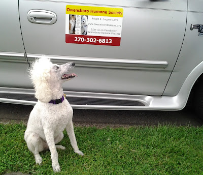 White poodle looking at magnet on truck