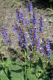 Sauge de Transylvanie - Salvia transsilvanica