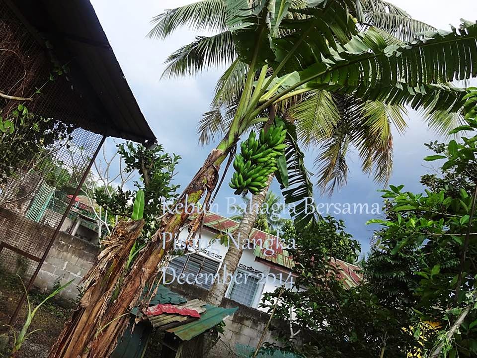 Kebun Bahagia Bersama Anak pokok pisang  nangka