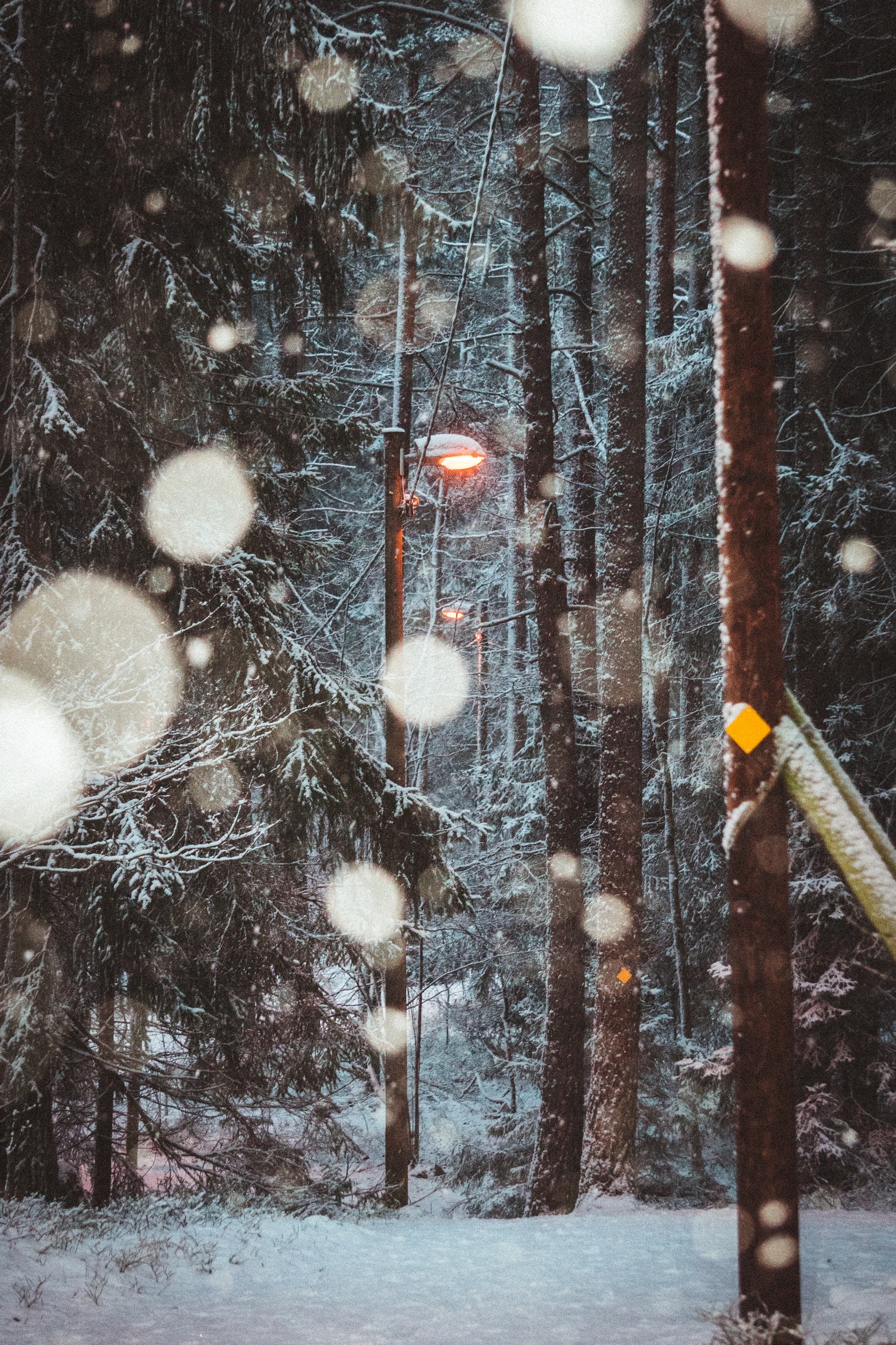 White Snow in Woods | Photo by Karl Hedin via Unsplash