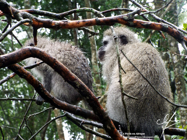 Les vervet monkeys