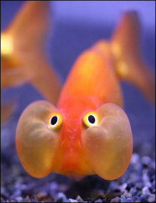 fish with face