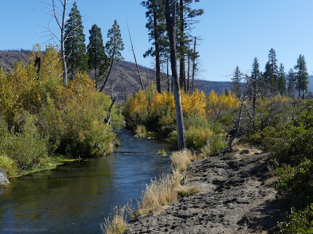 50: yellowing willows