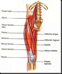 rectus-femoris-251x300
