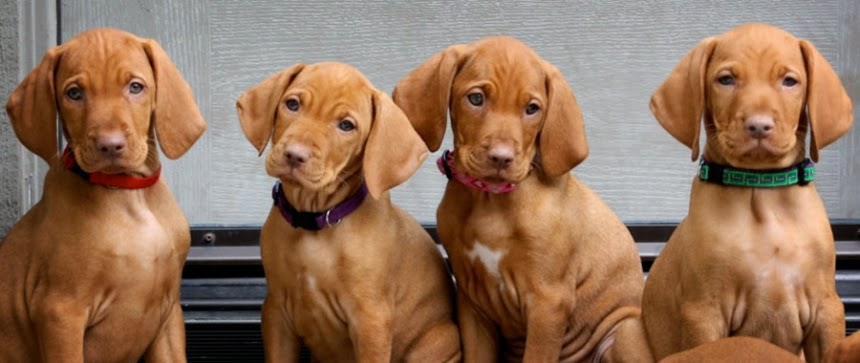17 Best Images Vizsla Puppies For Adoption / Vizsla Puppies For SALE!