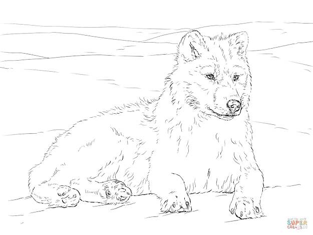 Click The Arctic Wolf Coloring Pages To View Printable Version Or Color It  Online Patible With Ipad And Android Tablets