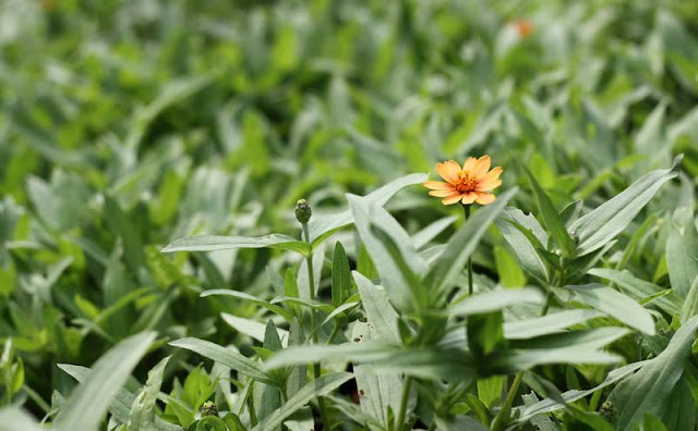 Narrow-Leaf Zinnia Flowers