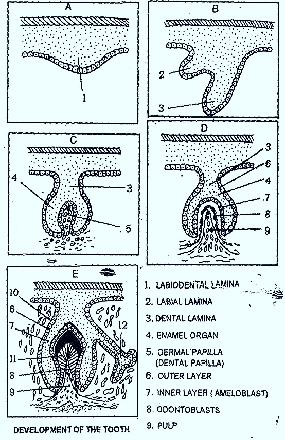 tooth-development-mammales