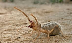  SOLIFUGAE