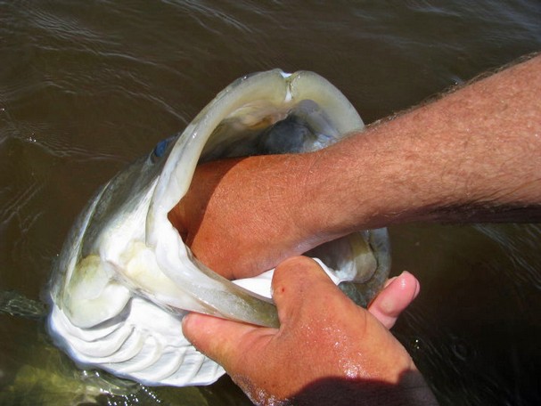 Tampa Urban Angler_________: Catching Trophy Snook - The Endless Quest for  LUNKER Linesiders