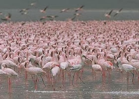 Lake Natron, Danau Paling Aneh dan Unik Yang Ada di Tanzania