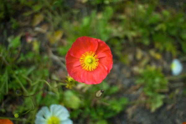 ポピーの花の写真