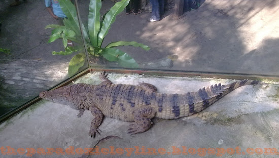 Crocdile in Manila Ocean Park