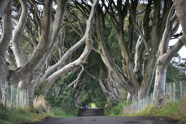 Game of Thrones Filming Locations, The Dark Hedge, Northern Ireland, UK 