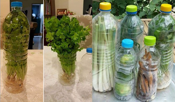 Cukup Menggunakan Botol Bekas, Sayuran di Rumah Bisa Tahan Lebih Lama dan Tetap Segar. Begini Tipsnya!!