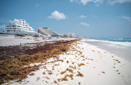 Reportan dos toneladas de Sargazo en playas de Cancún, inminente arribo masivo de alga en próximos meses
