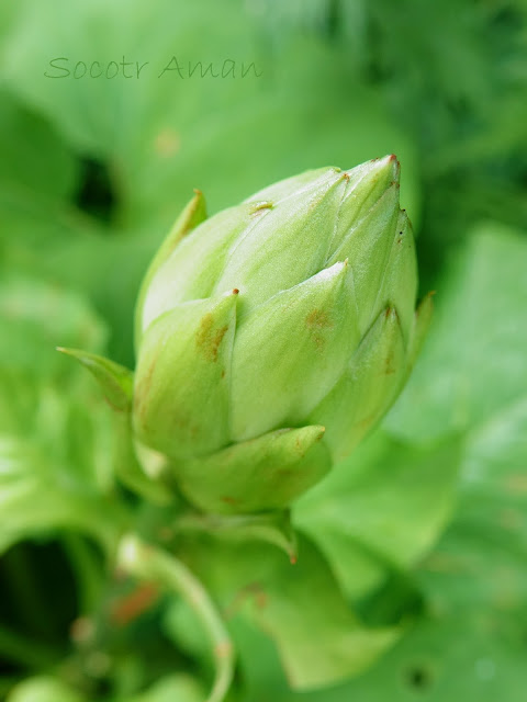 Cardiocrinum cordatum