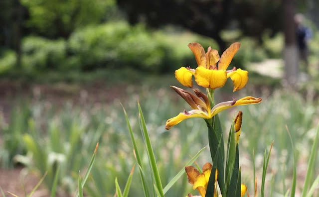 Iris Flowers Pictures