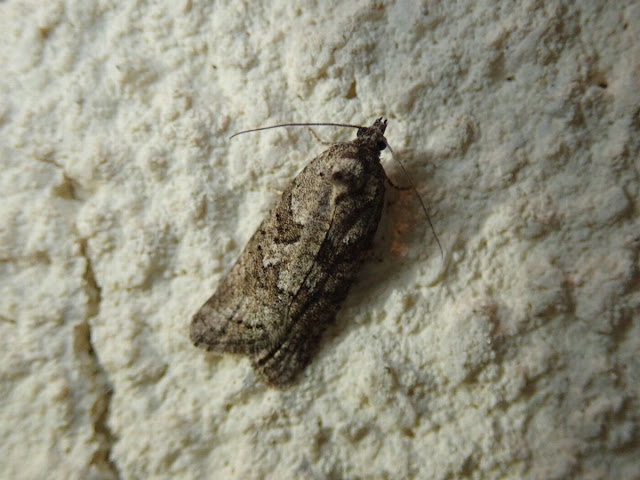 Cnephasia sp