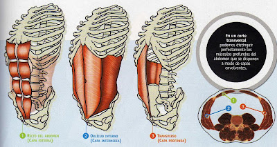 Tipos de músculos abdominales