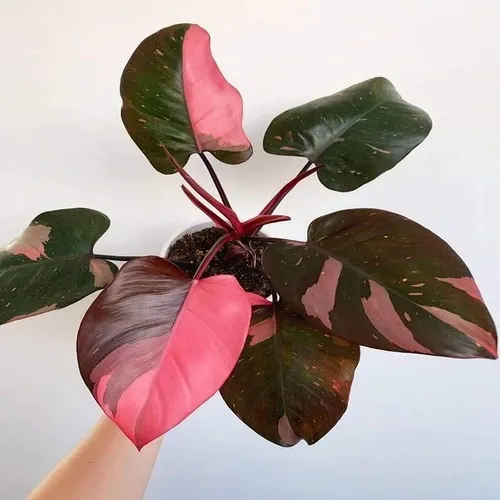 Pink Princess Philodendron