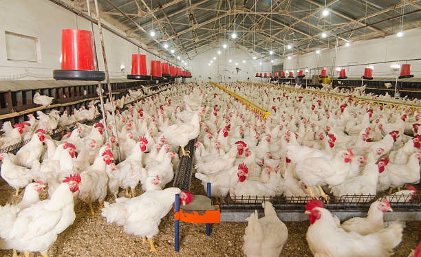 A commercial poultry farm.