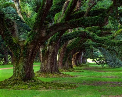 arboles-de-grueso-tronco