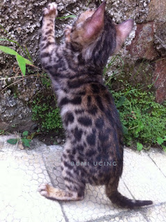 kucing bengal