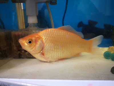 √ 金魚 転覆 病 治療 137458