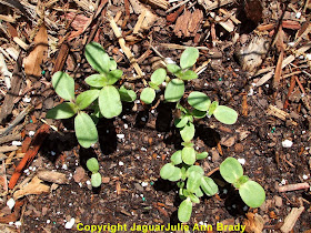 Sunflower Seedlings in a Clump JaguarJulie 2014