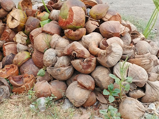 Kulit buah kelapa kering