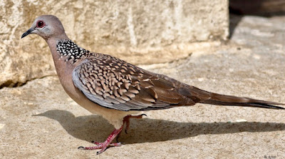 "Spotted Dove - Streptopelia chinensis , perched on the garden floor."