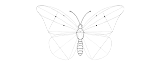 how-to-draw-butterfly-3-1