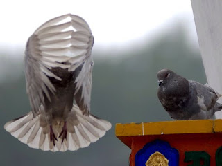 pigeon with closed wings