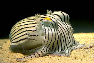 Cuttlefish