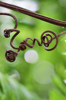 dry tendril swirl and knot on bokeh background