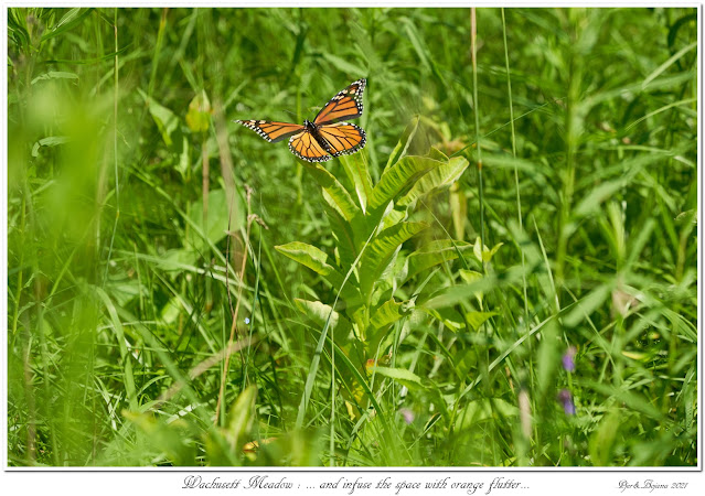 Wachusett Meadow: ... and infuse the space with orange flutter...