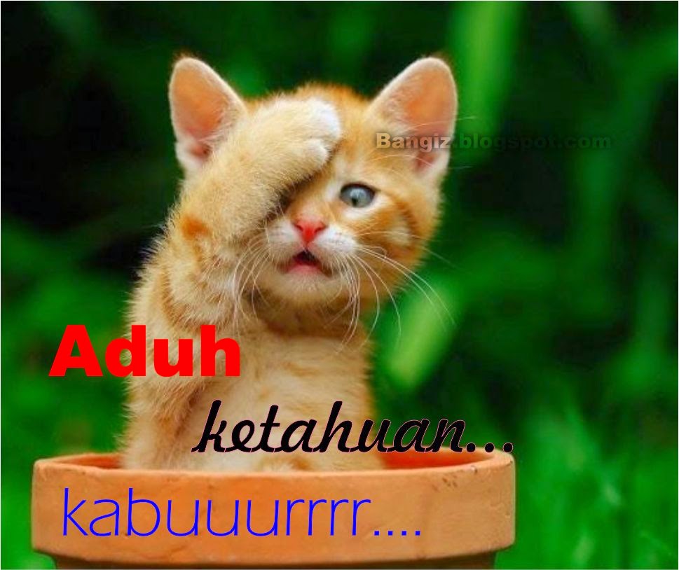 Gambar Lucu Binatang Galau Terlengkap Display Picture Unik Gambar Lucu Binatang Galau Terlengkap Display Picture Unik