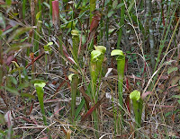 Click for Larger Image of Field of Pitcher Plant Bog