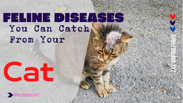 FELINE DISEASES You Can Catch From Your Cat Ringworm and Giardiasis