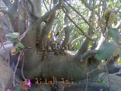٣٠٠٣٢٠٠٩٣٧٧