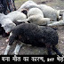 Ghazipur: फूड प्लाइजनिंग से 217 भेड़ों की एक साथ मौत,  क्षेत्र में हड़कंप