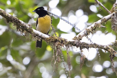 King of Saxony Bird of Paradise - Ave del paraíso de Alberto, o ave del paraíso rey de Sajonia