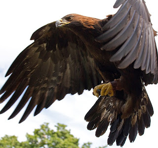 Águia Dourada - Golden Eagle in flight