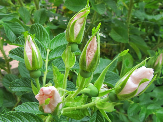 Boccioli rosa gufo della neve