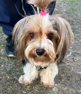 Bella 3 year old Yorkshire Terrier girl