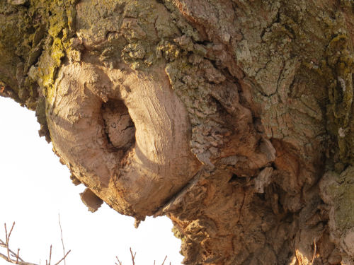 tree with limb scar