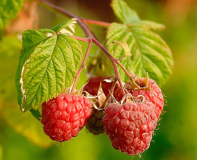 buah rasberry