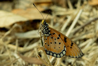 Acraea terpsicore