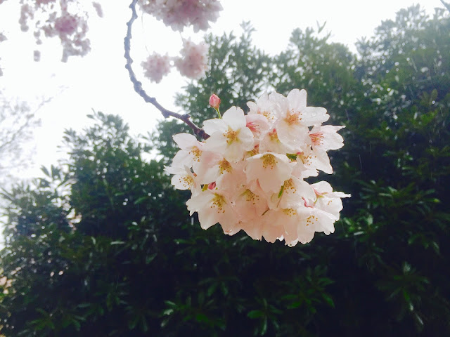 雨も滴るイイ桜